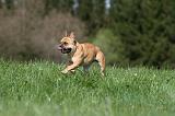 BOULEDOGUE FRANCAIS 1090